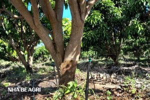 nen-chon-hinh-thuc-tuoi-phun-mua-hay-tuoi-nho-giot-cau-hoi-5