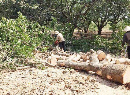 Diện tích trồng tiêu tăng lên… đáng sợ!
