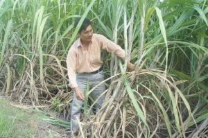 TƯỚI MÍA TIẾT KIỆM NƯỚC