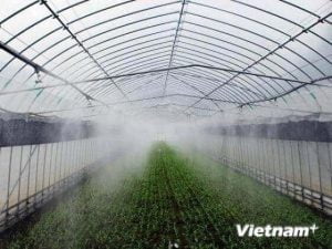 Trồng rau thông minh, hướng đi mới cho nông nghiệp Nhật Bản