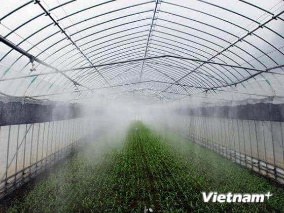 Trồng rau thông minh, hướng đi mới cho nông nghiệp Nhật Bản