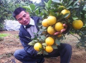 Hiệu quả kép từ hệ thống tưới nhỏ giọt cho cây cam