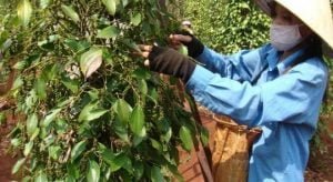 Hồ tiêu Đồng Nai xuất khẩu