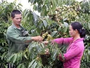 Nông dân tỉnh Lâm Đồng dốc sức chống khô hạn cho cây càphê