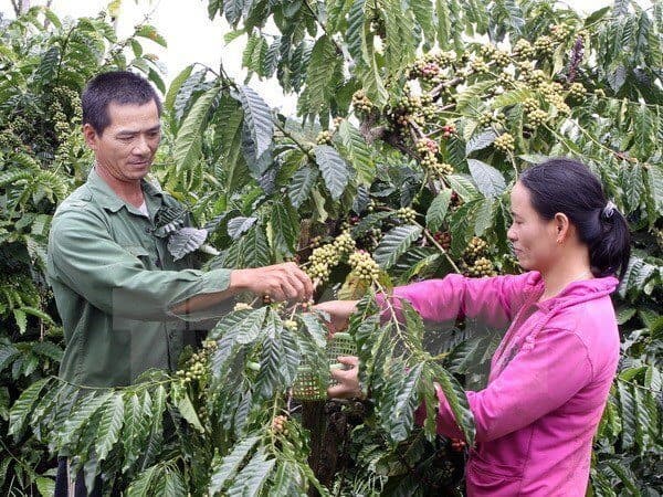 Nông dân tỉnh Lâm Đồng dốc sức chống khô hạn cho cây càphê