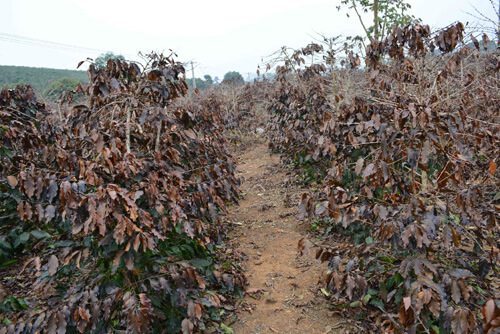 quang tri nang han keo dai