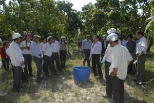 Tưới nhỏ giọt tiết kiệm nước cho cây xoài