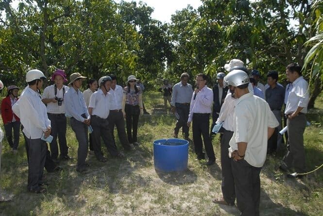 Tưới nhỏ giọt tiết kiệm nước cho cây xoài