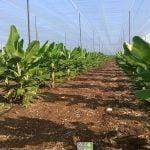 Tưới nhỏ giọt cho cây chuối