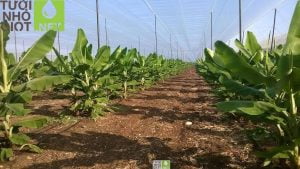 Tưới nhỏ giọt cho cây chuối
