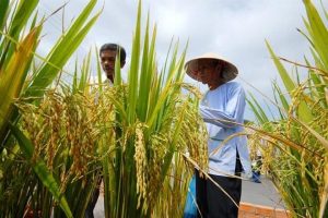 Trồng cây gì trong tương lai?