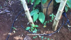 Tuoi-ho-tieu-quanh-goc-web