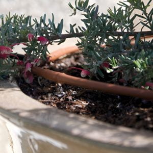 Ống tưới nhỏ giọt DIG Micro dripline - Lựa chọn hoàn hảo cho tưới cảnh quan sân vườn 6 Ứng dụng ống nhỏ giọt 1
