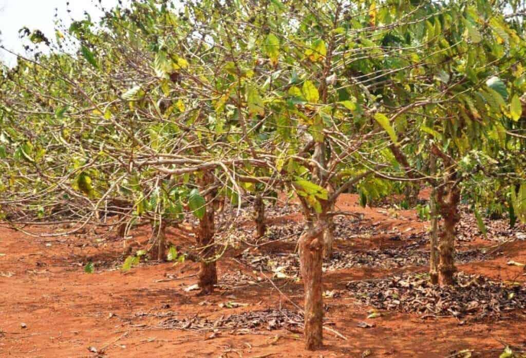 Gợi ý một số giải pháp chống hạn cho Cà Phê, Hồ tiêu