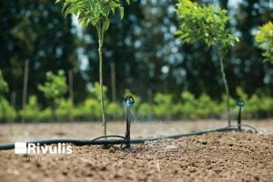 S2000-tuoi-phun-mua-cuc-bo-cay-an-trai-1