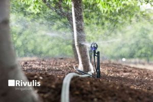 tưới phun mưa cục bộ hiệu quả bằng s2000