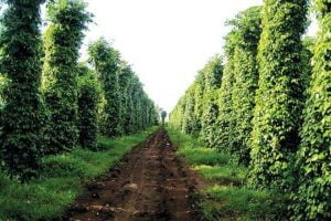 Sản lượng Hồ tiêu Việt Nam chiếm 50% thị trường toàn cầu