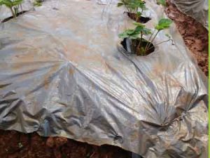 Tưới tự động cho cây Dâu tây