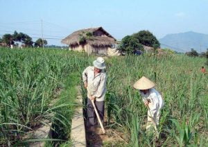 Giợi ý giải pháp nâng tầm cạnh tranh cho ngành mía đường