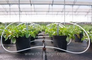 Tưới ớt tự động bằng que cắm nhỏ giọt Rivulis Dripeg