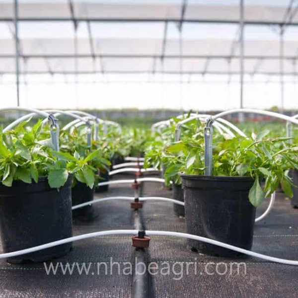 Ống PE Rivulis - Nhựa PE Cao cấp, Bền bỉ Vượt trội 6 Tưới ớt tự động bằng que cắm nhỏ giọt Rivulis Dripeg