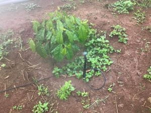 Tưới phun mưa cục bộ cho cây cà phê