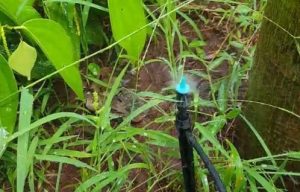 tưới phun mưa cục bộ cho cây hồ tiêu