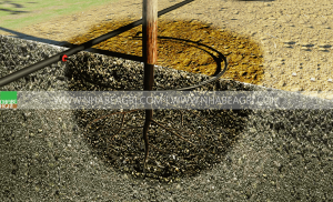 Tưới nhỏ giọt cuốn quanh gốc cho cây ăn trái