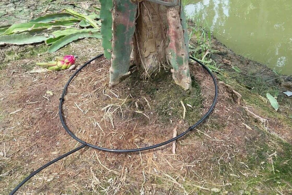 Tuoi-nho-giot-quanh-goc-cay-Thanh-Long-2