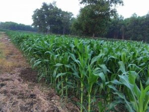 Tuoi nho giot cho cay bap