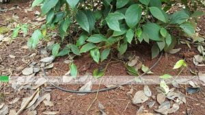 tưới nhỏ giọt cho cây hồ tiêu Châu Đức