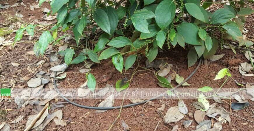 Tìm hiểu phương pháp tưới nhỏ giọt cho cây ăn quả