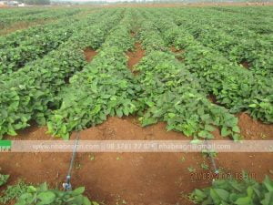 Tưới nhỏ giọt cho cây khoai lang