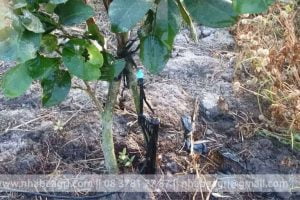 Tưới phun mưa cho cây bưởi và các cây có múi