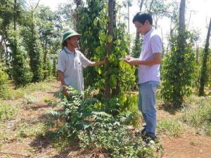 Hồ tiêu chết hàng loạt