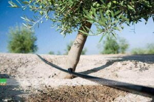 tưới nhỏ giọt cho cây ăn trái tán rộng