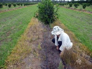 Tưới nhỏ giọt cho cây mắc ca