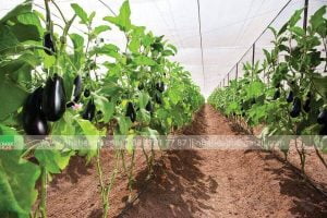 tưới nhỏ giọt cho cây cà tím