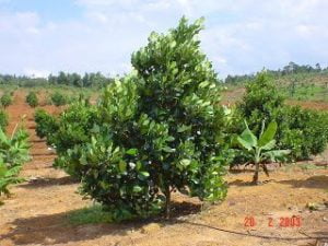 tưới nhỏ giọt cho cây mít