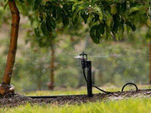 tưới phun mưa cục bộ cho cây mắc ca