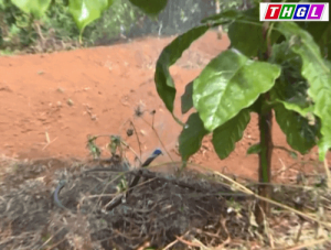 tưới tiết kiệm nước cho cây cà phê