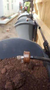 Vuon tuong wall living 9.3 (Hoan thanh lap dat he thong tuoi vuong tuong)