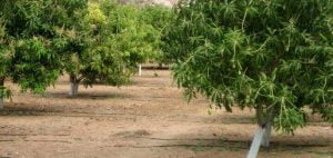 tưới nhỏ giọt cho cây xoài