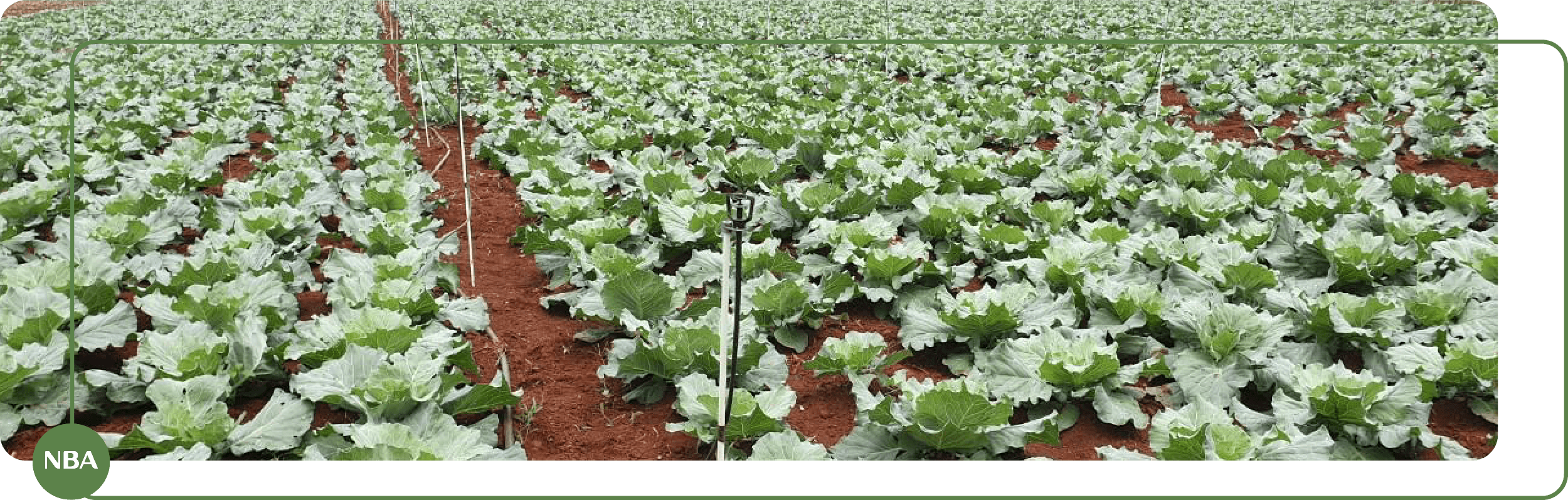 Cọc gắn béc tưới Driptec 7 Cọc gắn béc sợi thuỷ tinh banner