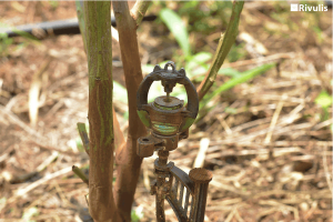 05 dấu hiệu nhận biết Béc tưới Rivulis S2000 chính hãng