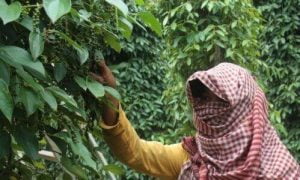 Campuchia: Triển vọng tiêu cực thị trường Hồ tiêu