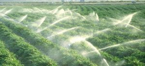 Diện tích có thể tưới 1 lần