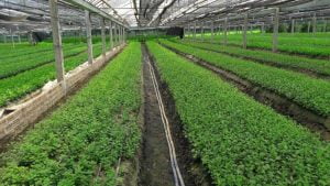 MÔ HÌNH TƯỚI NHỎ GIỌT CHO HOA CÚC GIỐNG