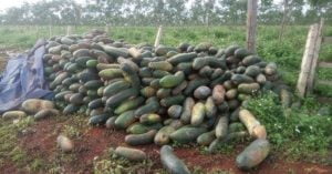 Nông dân Chư sê gặp khó với trái bí khi thương lái bỏ của chạy người
