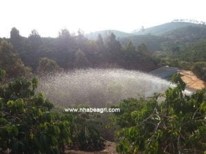 TƯỚI CÀ PHÊ, TƯỚI THẾ NÀO LÀ ĐỦ?